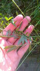 Onobrychis viciifolia