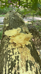 Gerronema strombodes