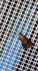 Eulogia ochrifrontella