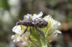 Cyphocleonus dealbatus