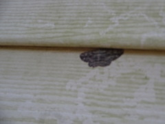 Hypomecis umbrosaria