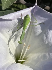 Stagmomantis limbata