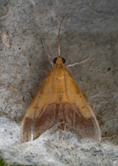 Pyrausta bicoloralis