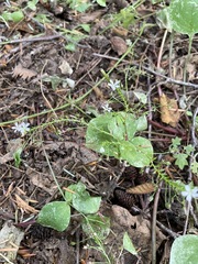 Claytonia sibirica