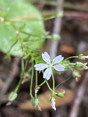 Claytonia sibirica