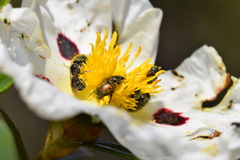 Chasmatopterus