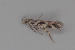 Aristotelia roseosuffusella