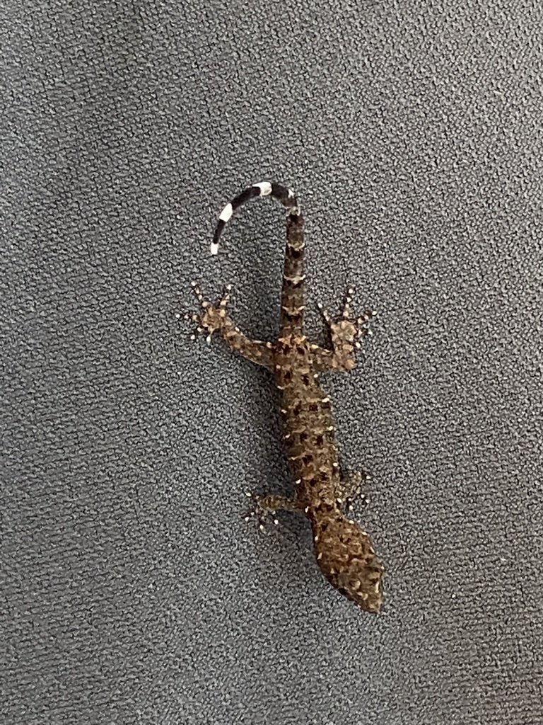 Haseman's Gecko