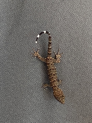 Haseman's Gecko