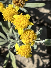 Picradeniopsis oppositifolia