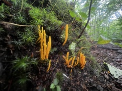 Clavariaceae