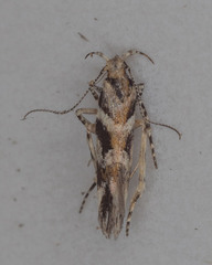 Aristotelia roseosuffusella