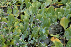 Mertensia maritima