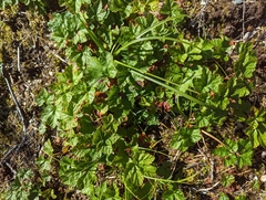 Rubus chamaemorus