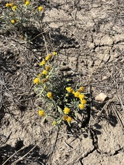 Picradeniopsis oppositifolia