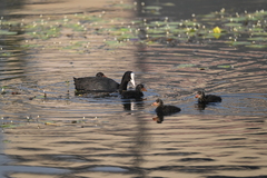Fulica atra
