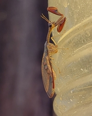 Dicromantispa interrupta