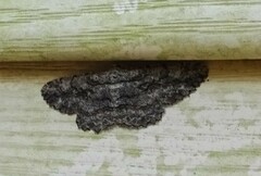 Hypomecis umbrosaria