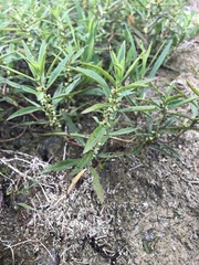 Proserpinaca palustris