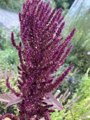 Amaranthus caudatus