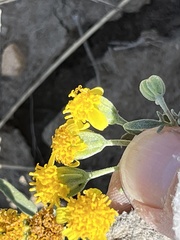 Picradeniopsis oppositifolia
