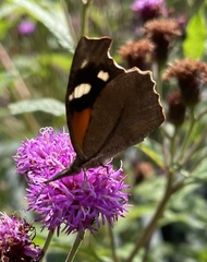 Libytheana carinenta