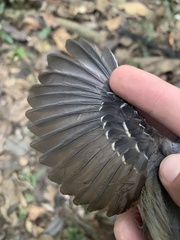 Myrmoborus myotherinus