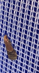 Eulogia ochrifrontella