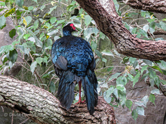Edwards's Pheasant photo 2