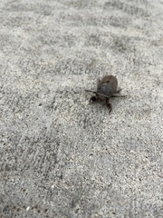 Cicadoidea