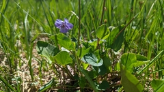 Viola langsdorffii