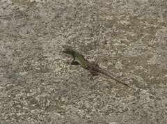 Aspidoscelis sexlineatus