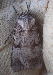 Feltia geniculata