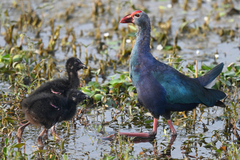 Porphyrio poliocephalus