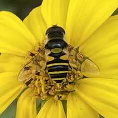 Eristalis transversa