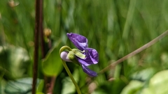 Viola langsdorffii