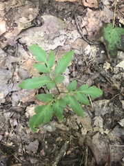 Sceptridium biternatum