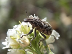 Cyphocleonus dealbatus