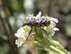 Cyphocleonus dealbatus