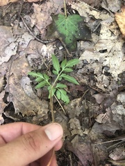 Sceptridium biternatum