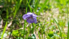 Viola langsdorffii