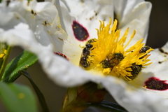 Chasmatopterus