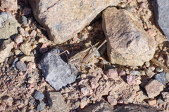 Platycleis albopunctata