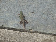 Aspidoscelis sexlineatus