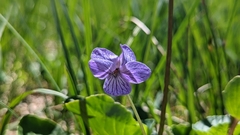 Viola langsdorffii