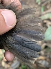 Myrmoborus myotherinus