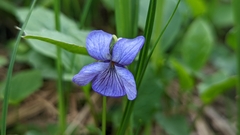 Viola langsdorffii