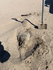 Arctocephalus australis