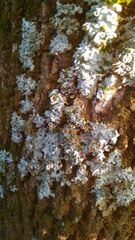 Pleurosticta acetabulum