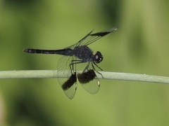 Brachythemis leucosticta
